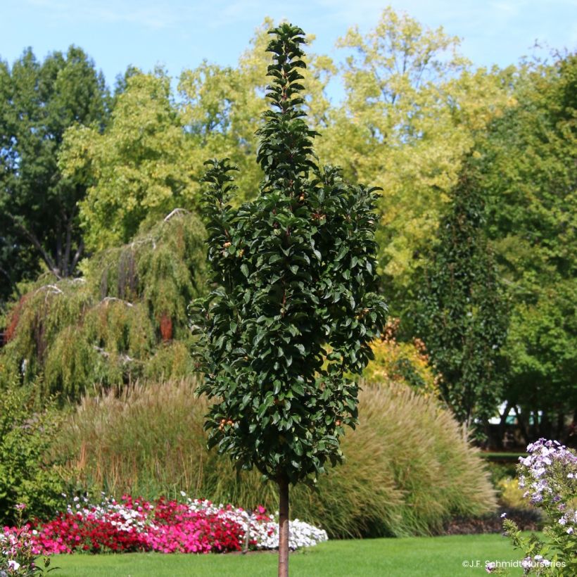 Pommier d'ornement - Malus Ivory Spear (Wuchs)