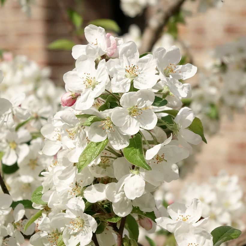 Zierapfel Evereste 'Perpetu' - Malus (Blüte)