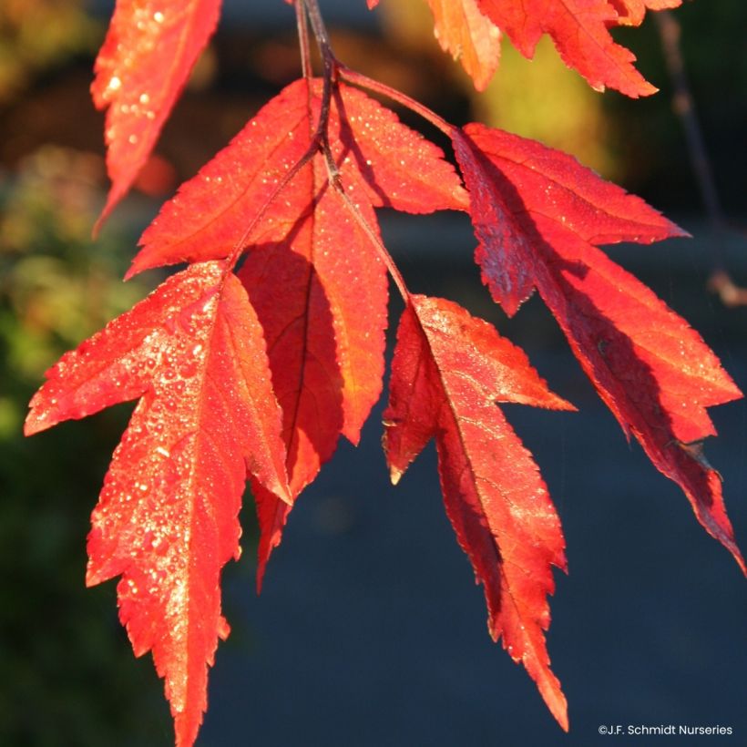Pommier d'ornement - Malus Royal  Raindrops (Laub)