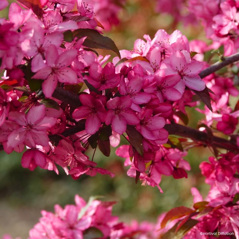 Pommier d'ornement - Malus Royal  Raindrops (Blüte)