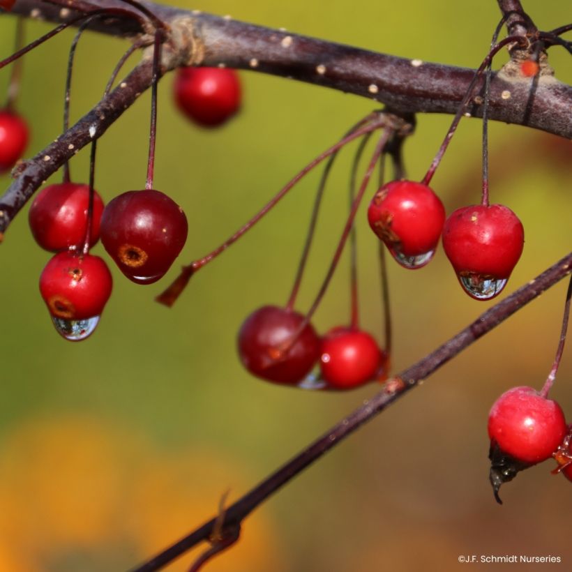 Pommier d'ornement - Malus Royal  Raindrops (Ernte)