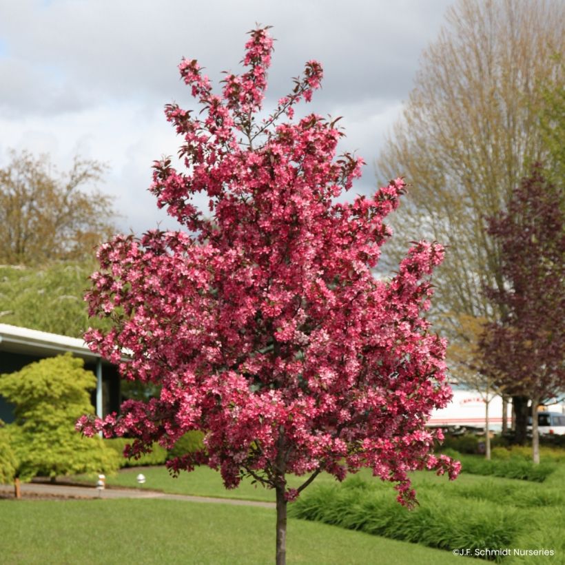 Pommier d'ornement - Malus Royal  Raindrops (Wuchs)