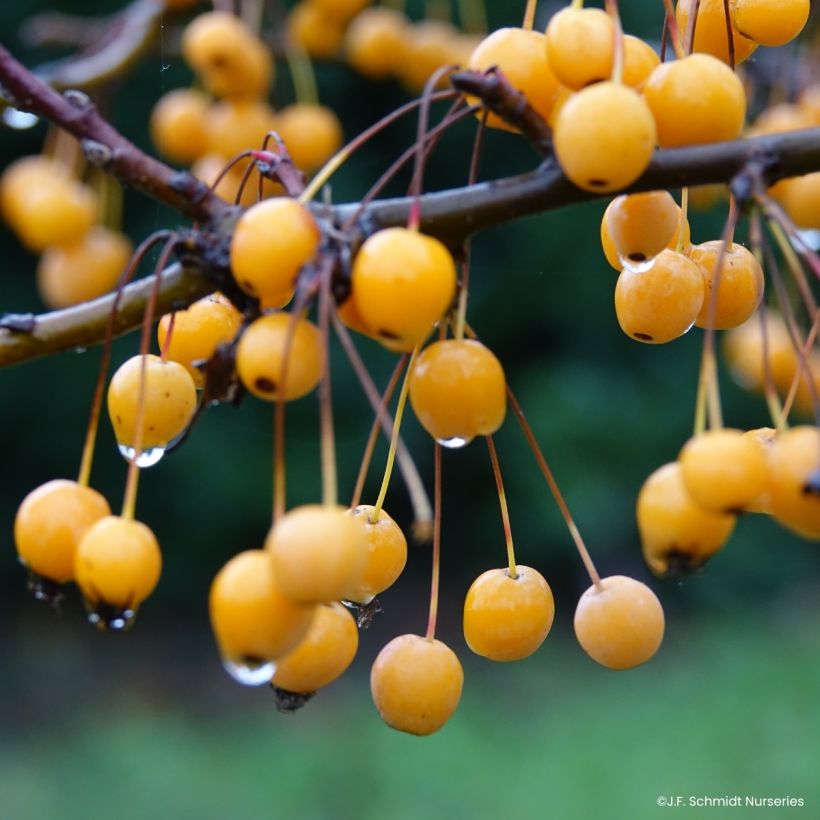 Pommier d'ornement - Malus JFS Sparkling Sprite (Ernte)