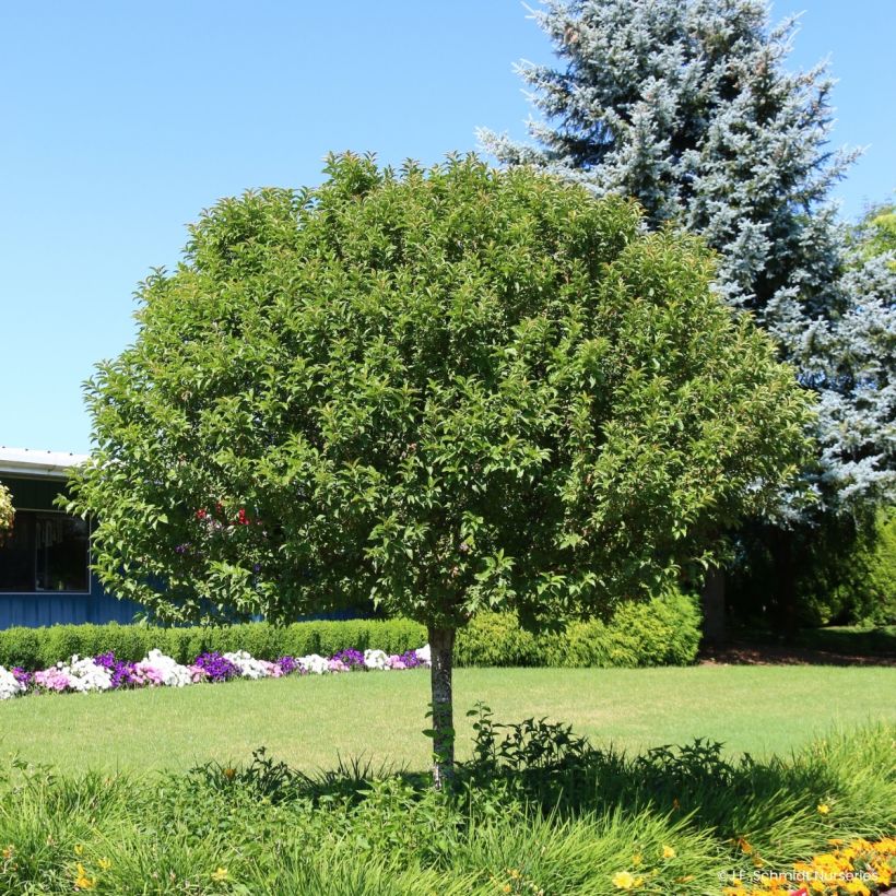 Pommier d'ornement - Malus JFS Sparkling Sprite (Wuchs)