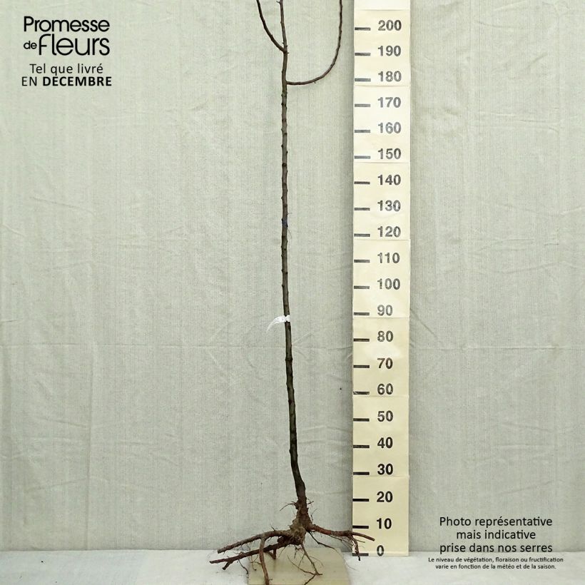 Exemplar von Zierapfel Golden Hornet - Malus Wurzelnackt, Stamm wie im Winter geliefert