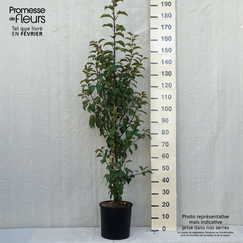 Exemplar von Zierapfel Evereste 'Perpetu' - Malus Topf mit 6L/7L, Strauch wie im Herbst geliefert