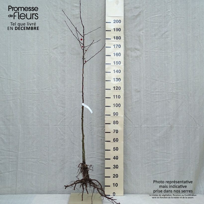 Exemplar von Zierapfel Evereste 'Perpetu' - Malus Wurzelnackt, Halbstamm wie im Winter geliefert