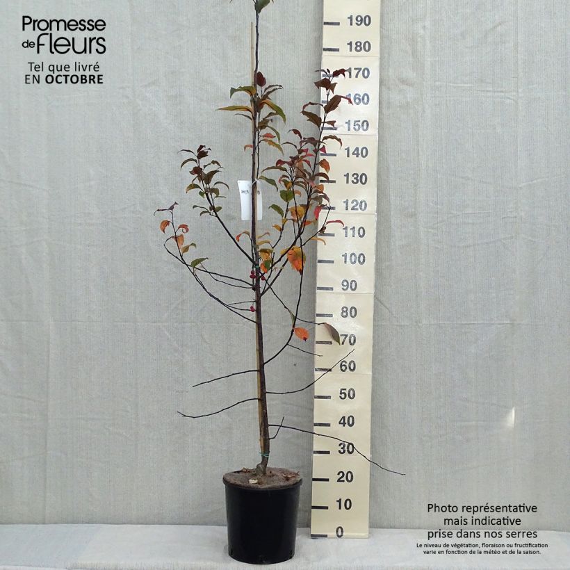 Exemplar von Zierapfel Prairiefire - Malus Topf mit 12L/15L, Stämmchen wie im Herbst geliefert