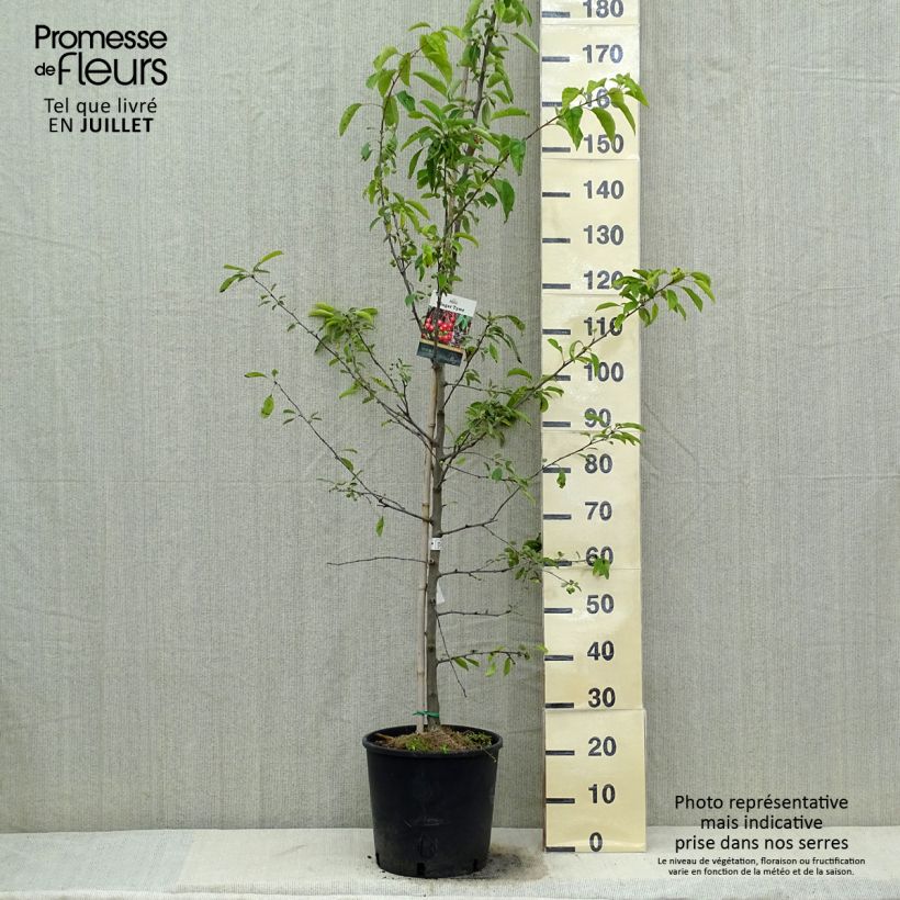 Exemplar von Zierapfel Sugar Tyme - Malus Topf mit 12L/15L, Stamm wie im Sommer geliefert