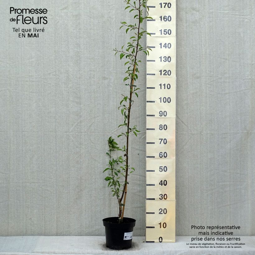 Example of Zierapfel Brouwers Beauty - Malus toringo Topf mit 4L/5L as you get in printemps