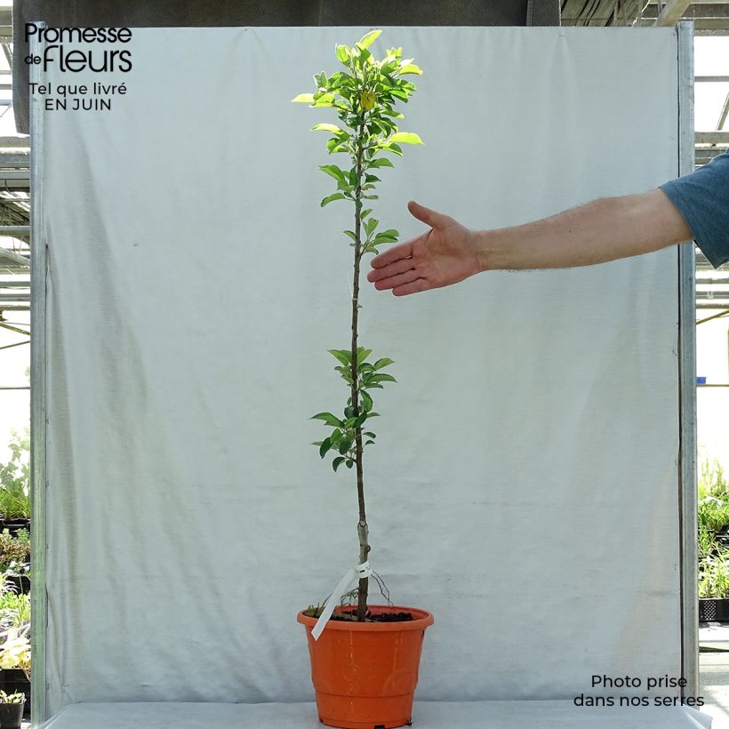 Exemplar von Zwergapfelbaum Garden Sun Red - Malus domestica Topf mit 6L/7L, 1/4 Stängel wie im Sommer geliefert