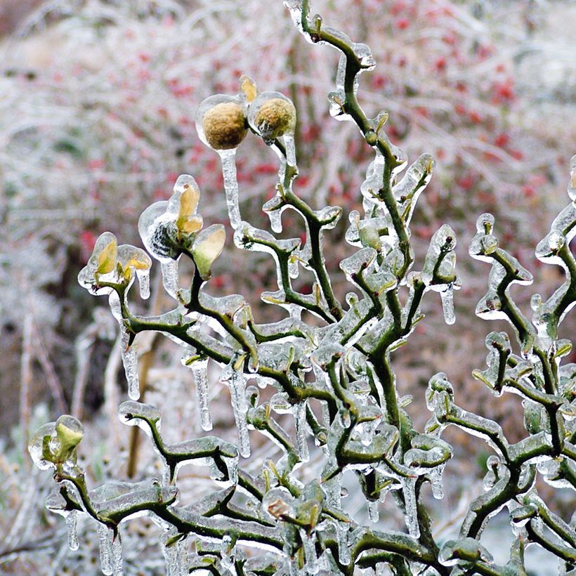 Dreiblättrige Orange Flying Dragon - Poncirus trifoliata (Wuchs)