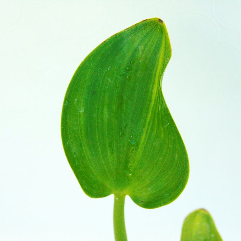 Pontederia cordata - Hechtkraut (Foliage)