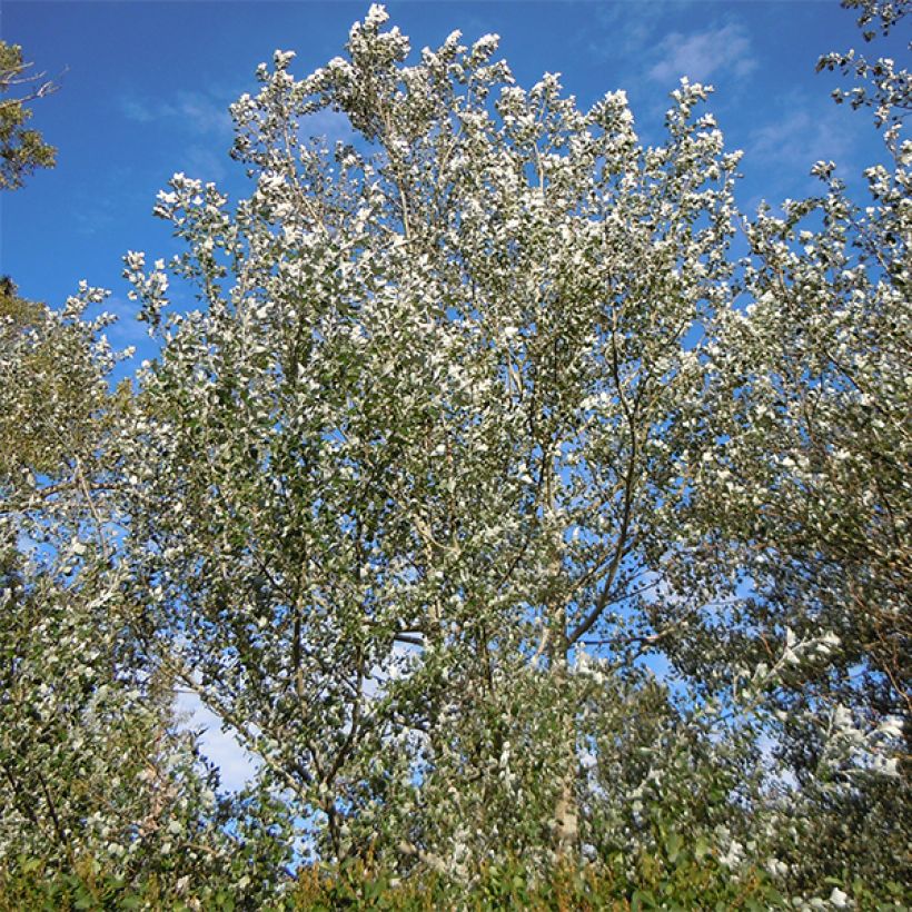 Silber-Pappel Nivea - Populus alba (Wuchs)