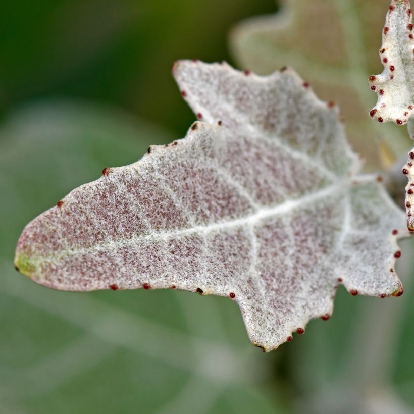 Silber-Pappel - Populus alba (Foliage)