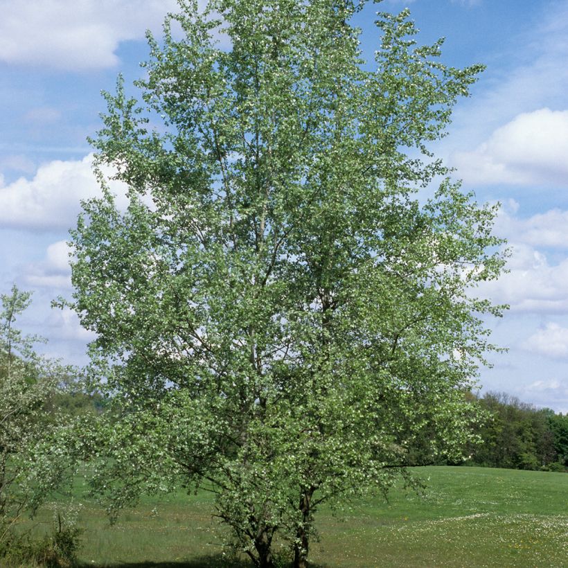 Silber-Pappel - Populus alba (Plant habit)