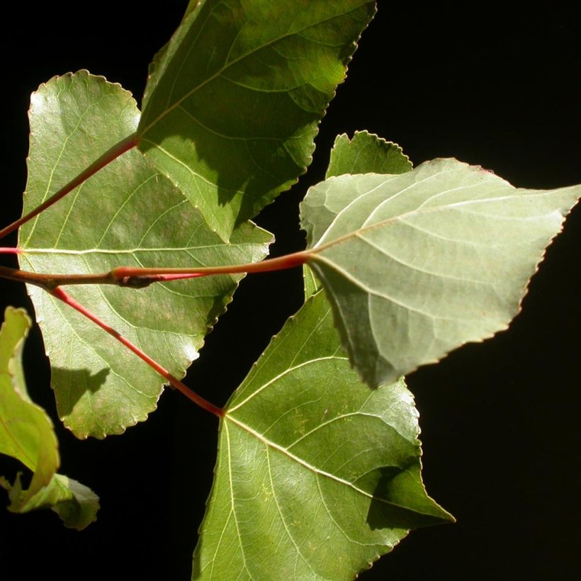 Bastard-Schwarz-Pappel Robusta - Populus euramericana (Laub)