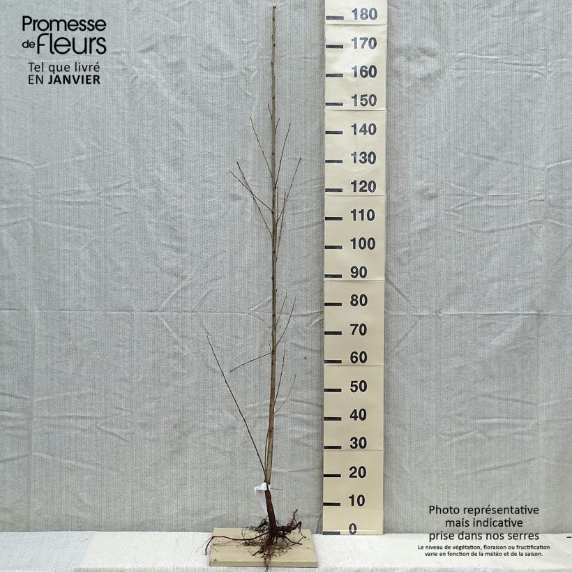 Exemplar von Schwarz-Pappel - Populus nigra Wurzelnackt wie im Winter geliefert