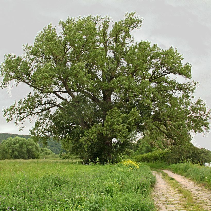 Schwarz-Pappel - Populus nigra (Wuchs)