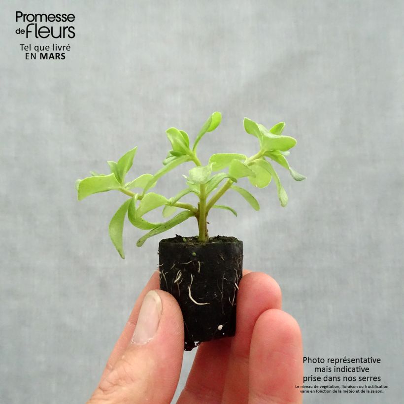 Exemplar von Portulak Pazzaz Nano Hot Pink - Portulaca Mini-Plug Ø 3/4 cm wie im Frühjahr geliefert