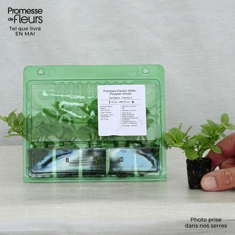 Example of Portulak Pazzaz White - Portulaca Mini-Plug Ø 3/4 cm as you get in printemps