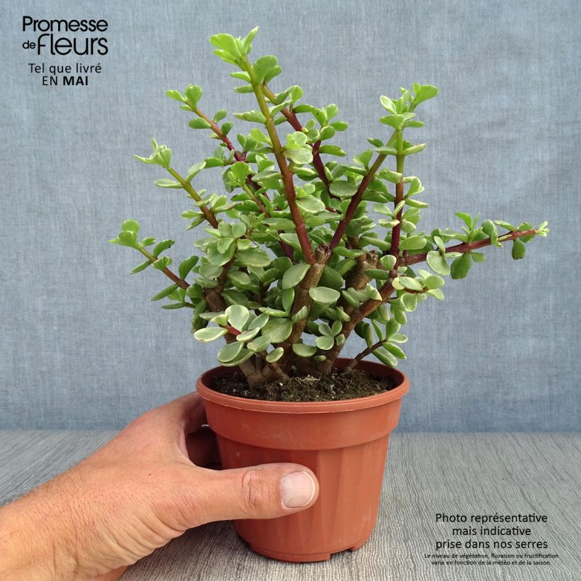 Exemplar von Portulacaria afra Variegata - Strauch-Portulak Topf 12 cm / 13 cm wie im Frühjahr geliefert