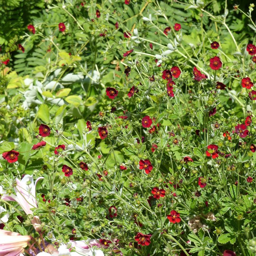 Blutrotes Fingerkraut - Potentilla atrosanguinea (Wuchs)
