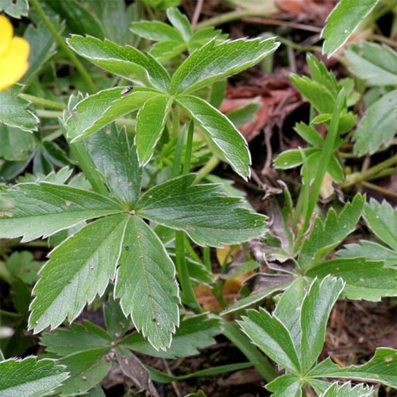 Gold-Fingerkraut - Potentilla aurea (Foliage)