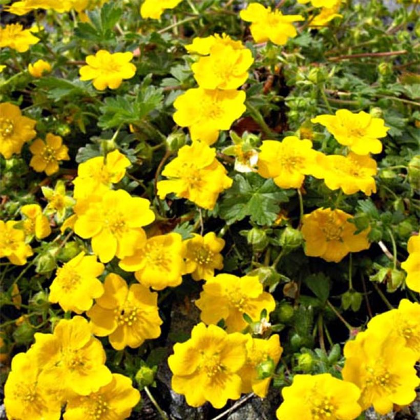 Gold-Fingerkraut - Potentilla aurea (Flowering)