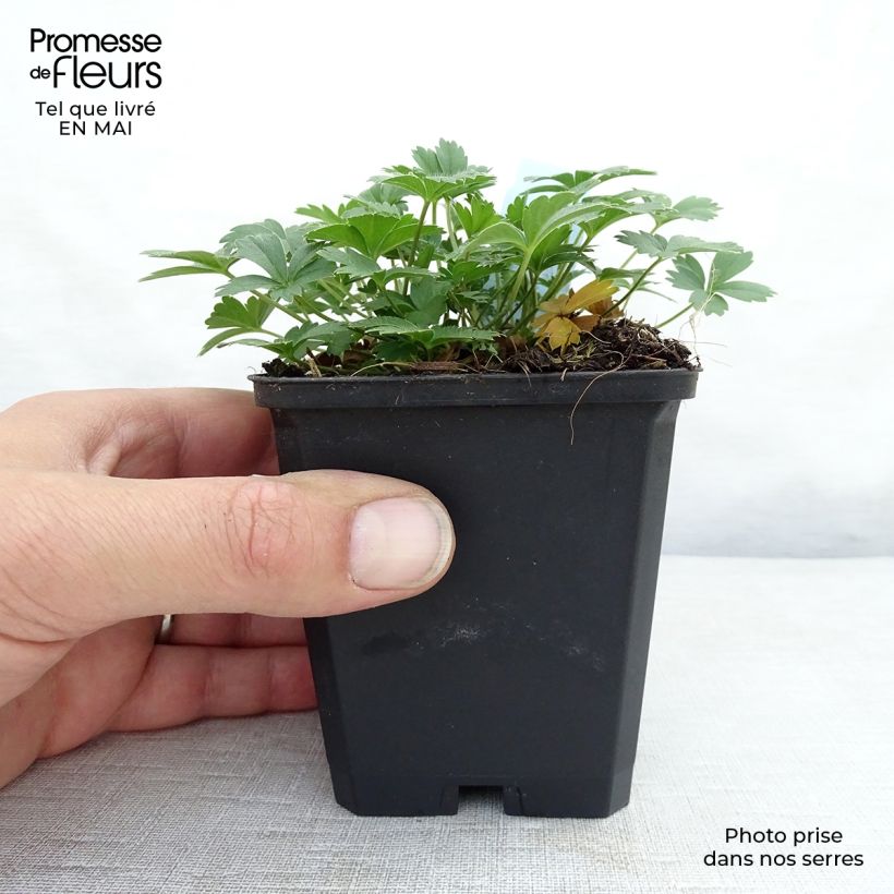 Example of Gold-Fingerkraut - Potentilla aurea Kleine Töpfe von 8/9 cm as you get in printemps