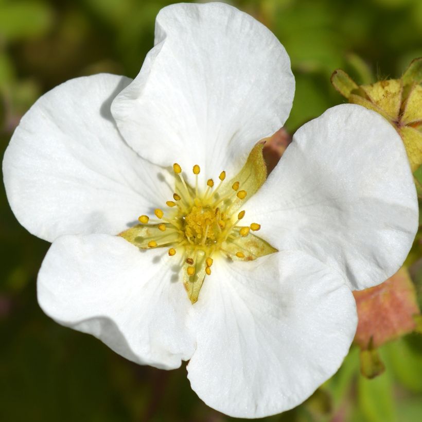 Fingerstrauch Bella Bianca - Potentilla fruticosa (Flowering)