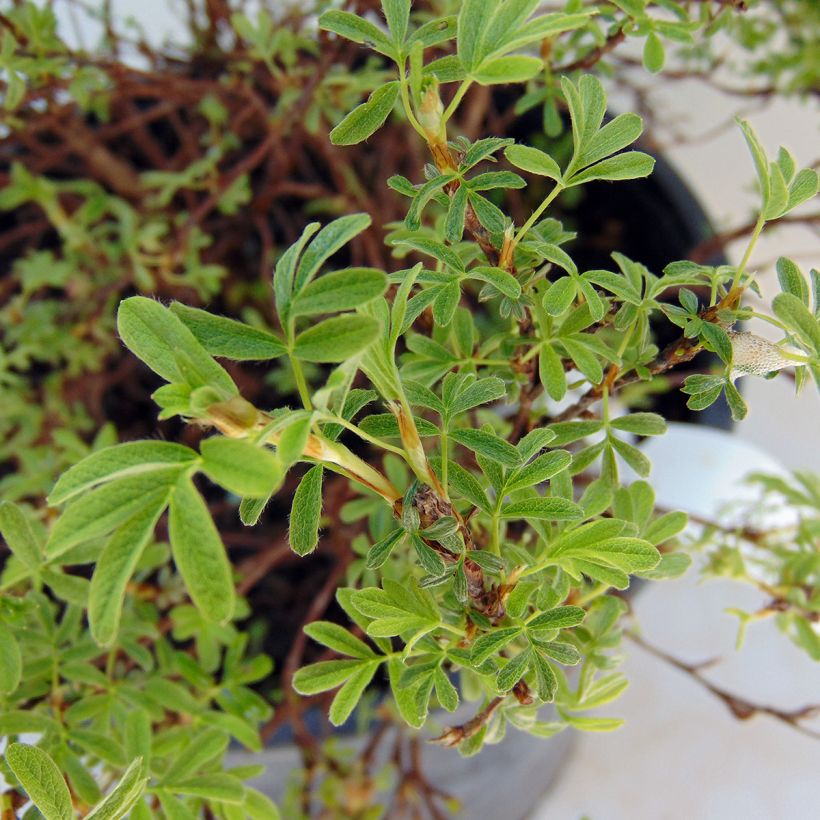 Fingerstrauch Bellissima - Potentilla fruticosa (Laub)