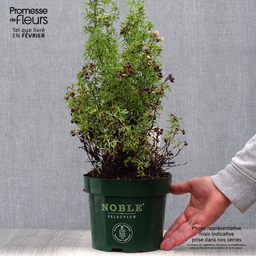 Exemplar von Fingerstrauch Bellissima - Potentilla fruticosa Topf mit 2L/3L wie im Herbst geliefert