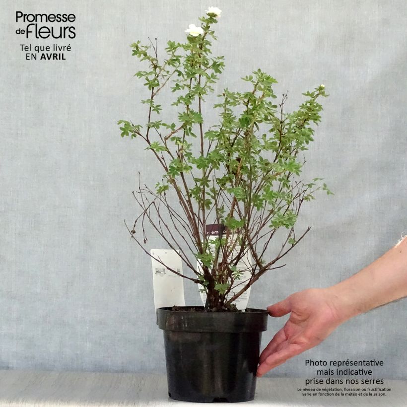 Example of Fingerstrauch Creme brulée - Potentilla fruticosa Topf mit 2L/3L as you get in printemps