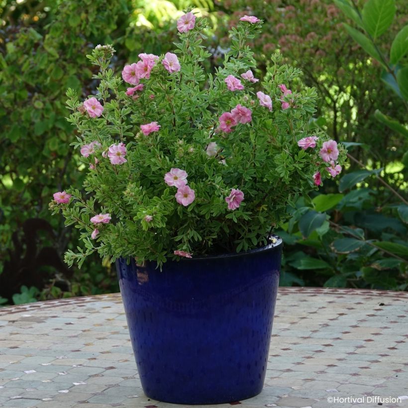 Potentilla fruticosa Double Punch Pink - Potentille arbustive (Wuchs)