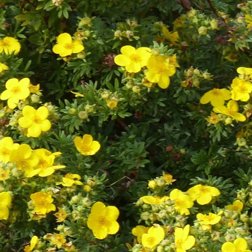 Fingerstrauch Goldfinger - Potentilla fruticosa (Foliage)