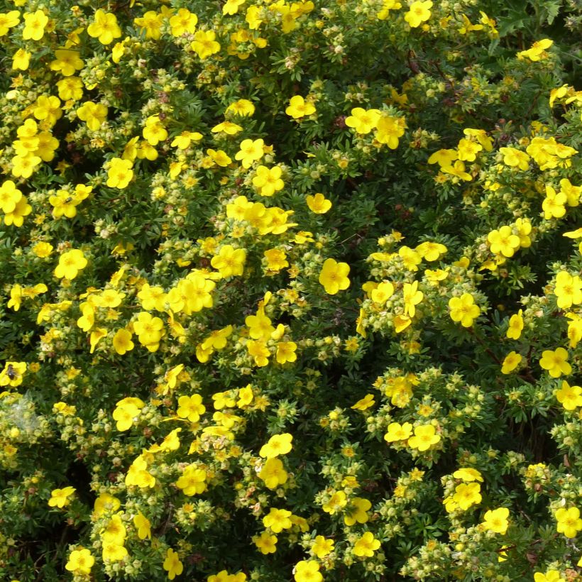 Fingerstrauch Goldfinger - Potentilla fruticosa (Flowering)