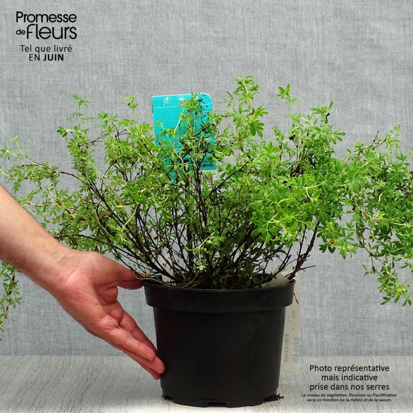 Exemplar von Fingerstrauch Goldfinger - Potentilla fruticosa Topf mit 3L/4L wie im Sommer geliefert