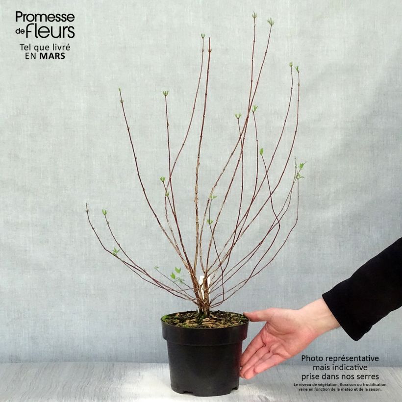 Example of Fingerstrauch Goldfinger - Potentilla fruticosa Topf mit 3L/4L as you get in printemps