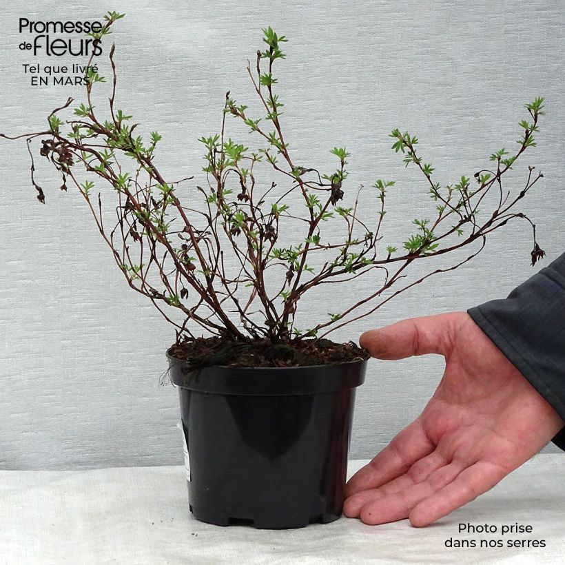 Example of Fingerstrauch Goldfinger - Potentilla fruticosa Topf mit 1L/1,5L as you get in printemps