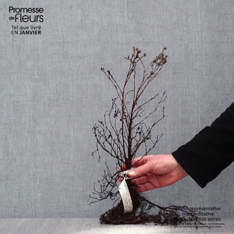 Example of Fingerstrauch Goldfinger - Potentilla fruticosa Wurzelnackt as you get in hiver