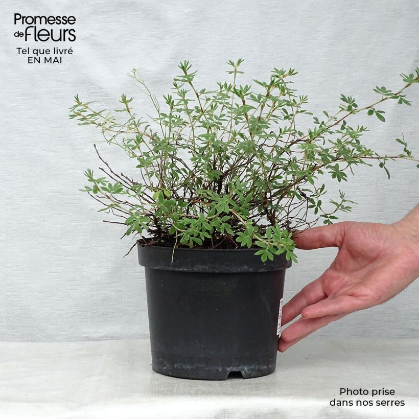 Example of Fingerstrauch Goldteppich - Potentilla fruticosa Topf mit 1,5L/2L as you get in printemps