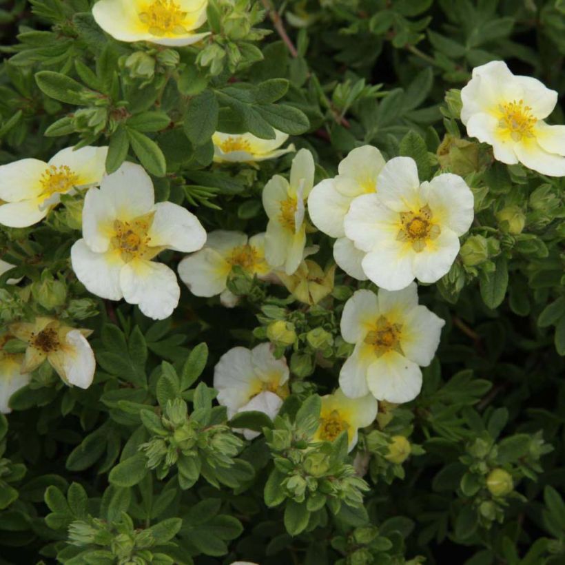 Fingerstrauch Limelight - Potentilla fruticosa (Flowering)