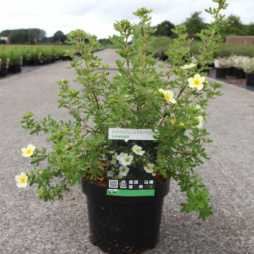 Fingerstrauch Limelight - Potentilla fruticosa (Plant habit)