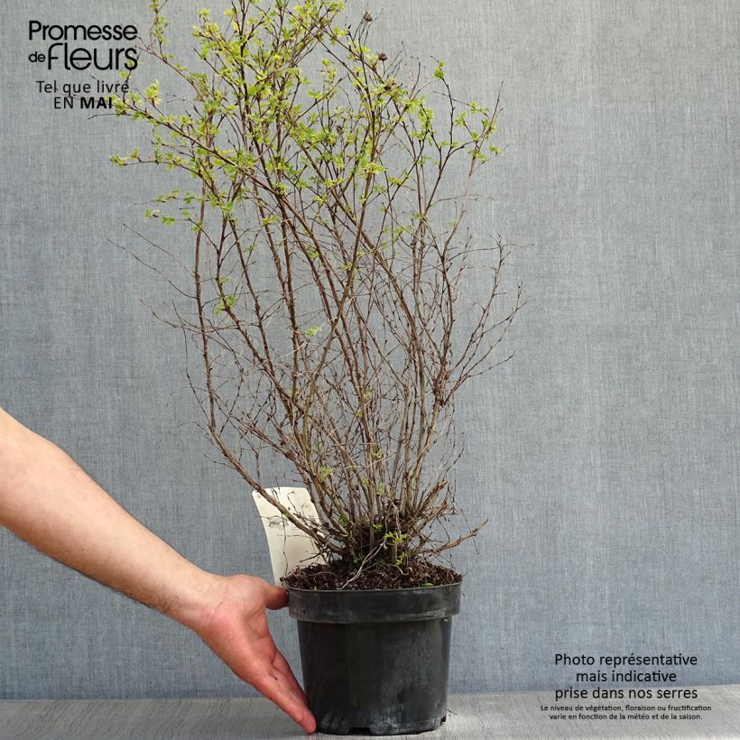 Example of Fingerstrauch Limelight - Potentilla fruticosa Topf mit 3L/4L as you get in printemps