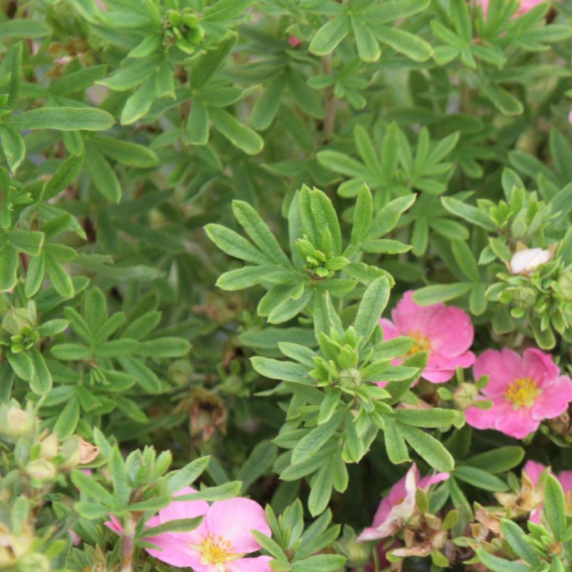 Fingerstrauch Lovely Pink - Potentilla fruticosa (Foliage)