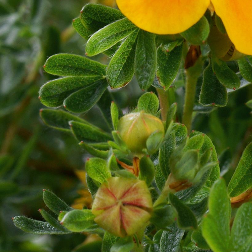 Fingerstrauch Mandarin Tango - Potentilla fruticosa (Foliage)