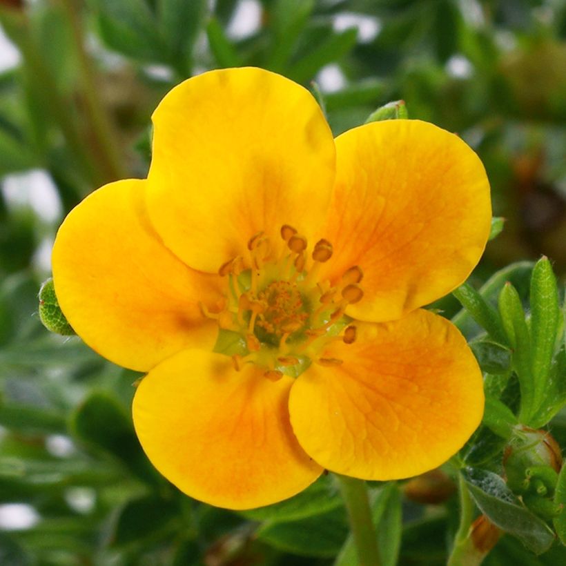 Fingerstrauch Mandarin Tango - Potentilla fruticosa (Flowering)