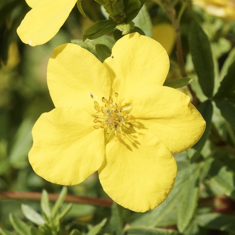 Fingerstrauch Medicine Wheel Mountain - Potentilla fruticosa (Flowering)