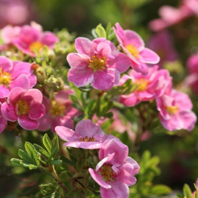 Fingerstrauch Pink Paradise - Potentilla fruticosa (Flowering)